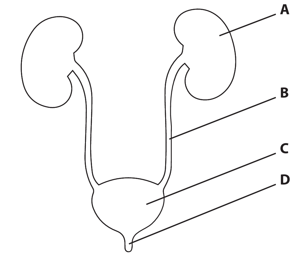Urinary system diagram
