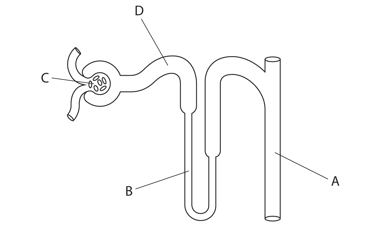 Nephron diagram with labelled structures A, B, C, D