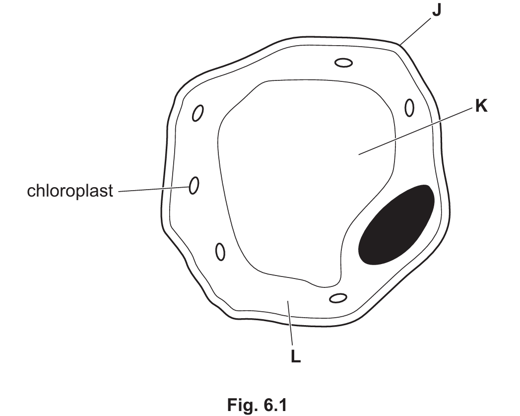 Spongy mesophyll cell diagram