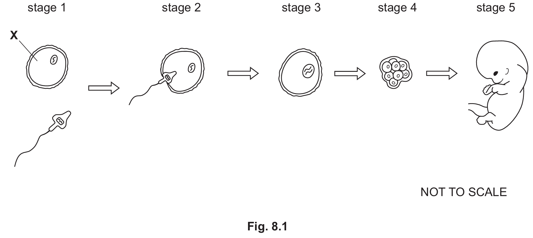 Stages of reproduction in humans