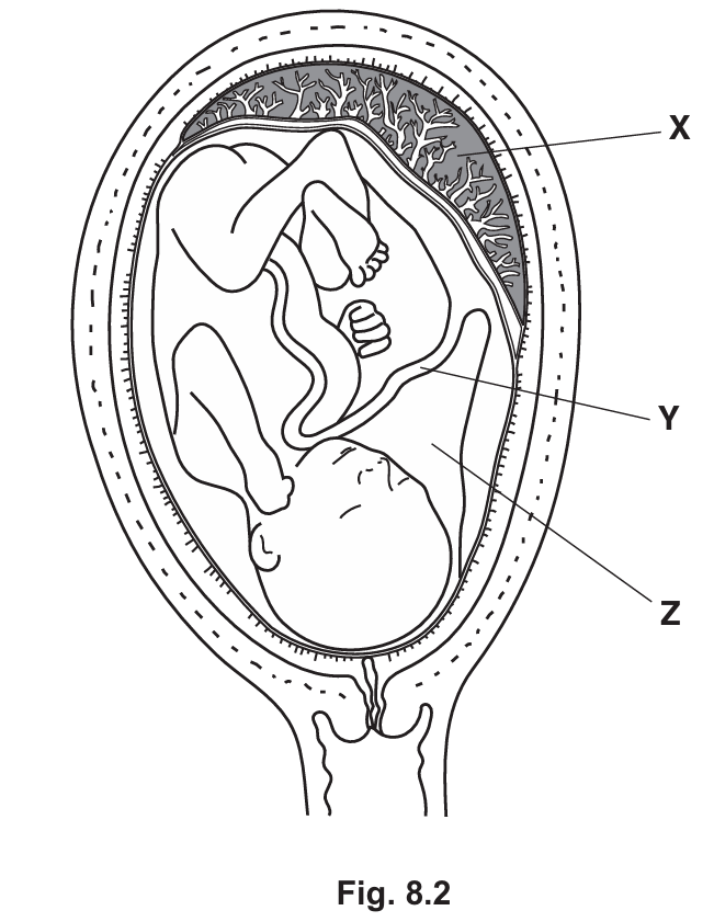 Parts involved during pregnancy