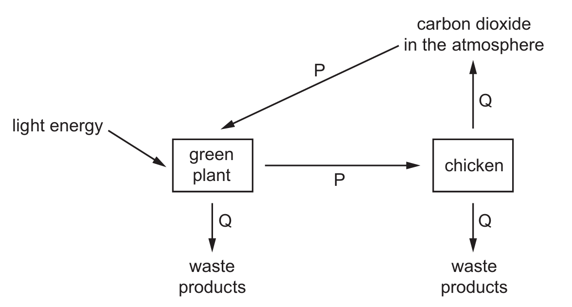 Biological Processes Diagram