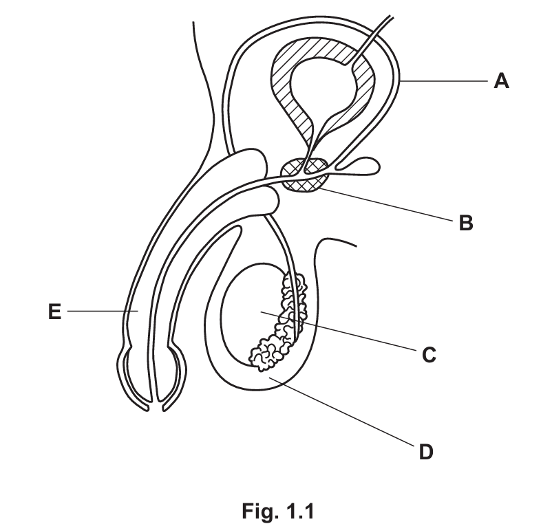 Fig 1.1 Male reproductive system
