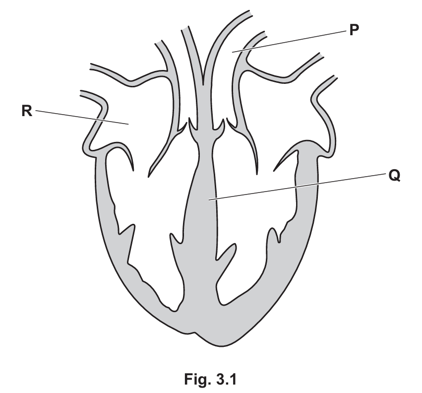 Fig 3.1 Heart diagram