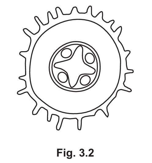 Fig 3.2 Root cross-section diagram