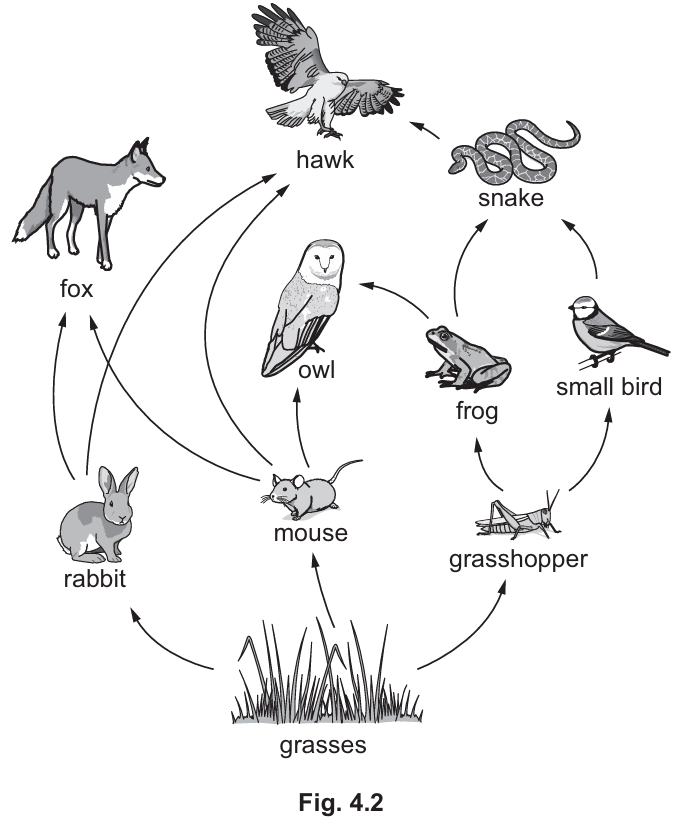 Fig 4.2 Food web